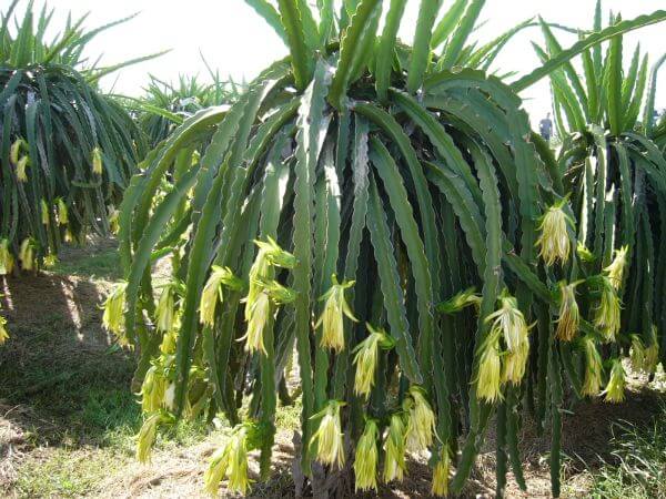 Dragonfruit_plant
