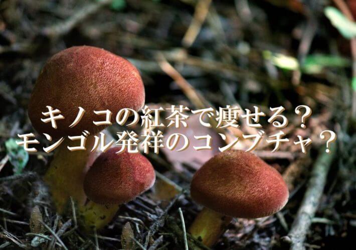 【おいしく菌活】芸能人も飲んでるコンブチャ(紅茶キノコ)でスリムに?