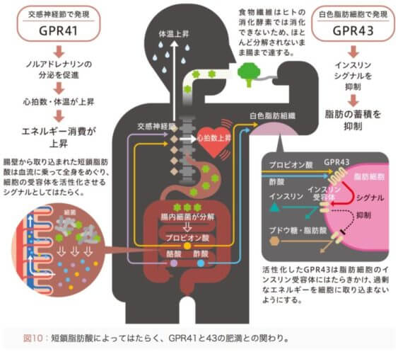 最新科学『短鎖脂肪酸ダイエット』ビフィズス菌とイヌリンで腸内環境がスッキリ